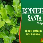 ESPINHEIRA SANTA – 500ml (estomago etc) - Imagem 2